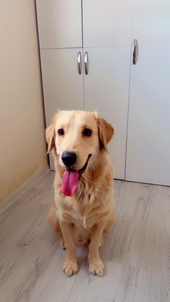 Golden Retriever, Köpek  Leo fotoğrafı
