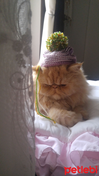 İran Kedisi (Persian), Kedi  mişa fotoğrafı