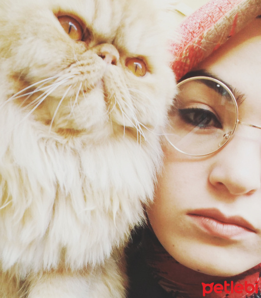 İran Kedisi (Persian), Kedi  mişa fotoğrafı
