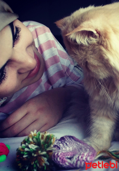 İran Kedisi (Persian), Kedi  mişa fotoğrafı