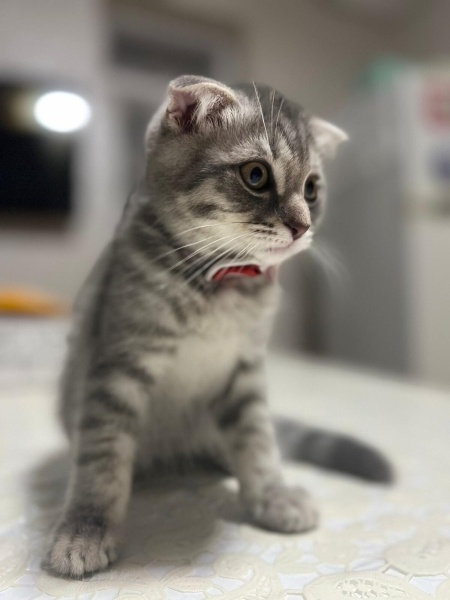 Scottish Fold, Kedi  Odin fotoğrafı