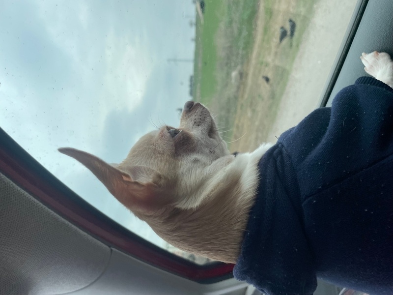 Chihuahua, Köpek  Athena fotoğrafı