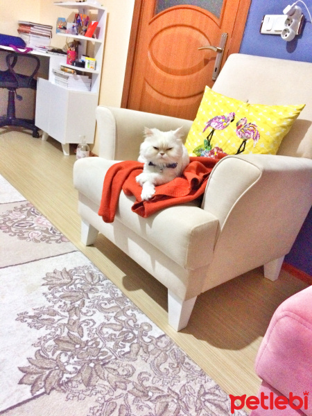 Chinchilla, Kedi  Rüzgar fotoğrafı