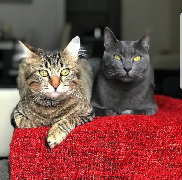 Mavi Rus, Kedi  Michael fotoğrafı