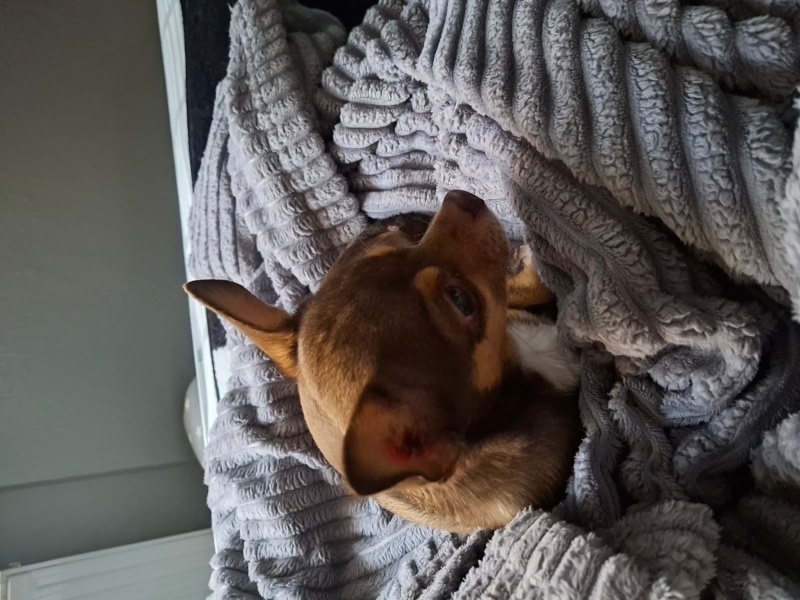 Chihuahua, Köpek  Bady fotoğrafı