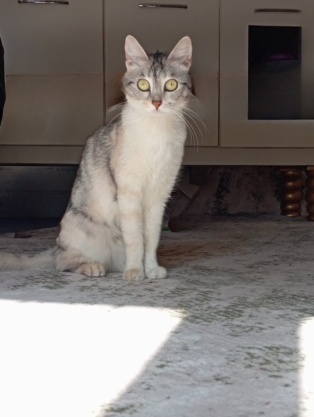 Tekir Kedi, Kedi  Roza fotoğrafı