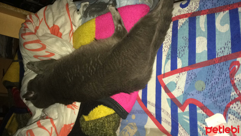 Mavi Rus, Kedi  Luna fotoğrafı
