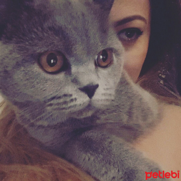 British Shorthair, Kedi  Grey fotoğrafı