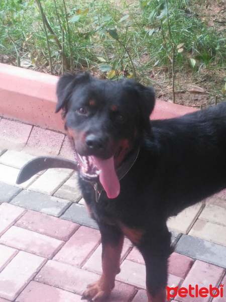 Rottweiler, Köpek  SHİLA fotoğrafı