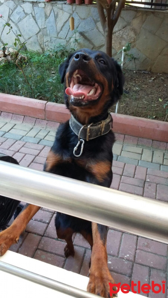 Rottweiler, Köpek  SHİLA fotoğrafı