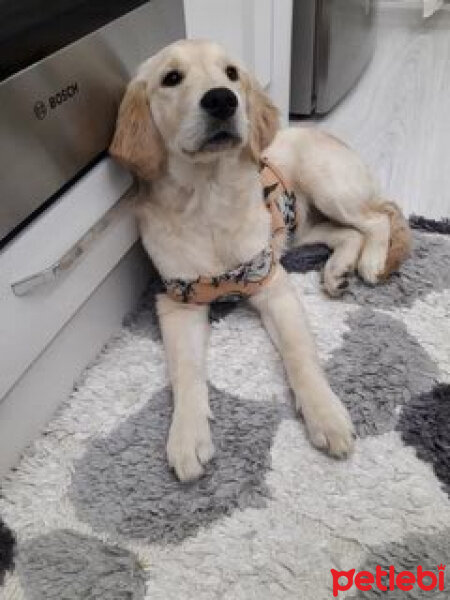 Golden Retriever, Köpek  Hera fotoğrafı