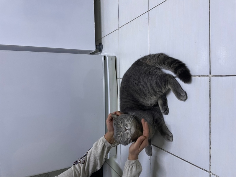 British Shorthair, Kedi  Duman fotoğrafı