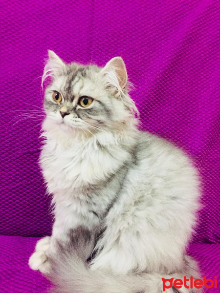 Chinchilla, Kedi  liloşş fotoğrafı