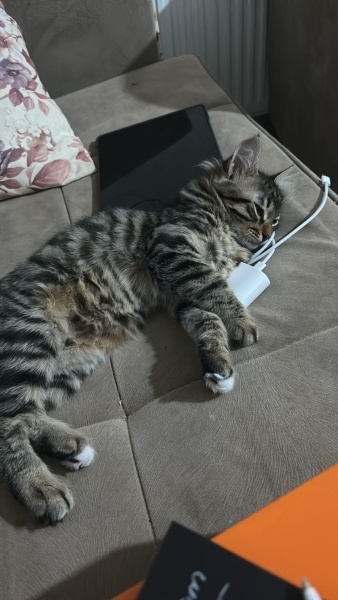 Tekir Kedi, Kedi  İrem fotoğrafı