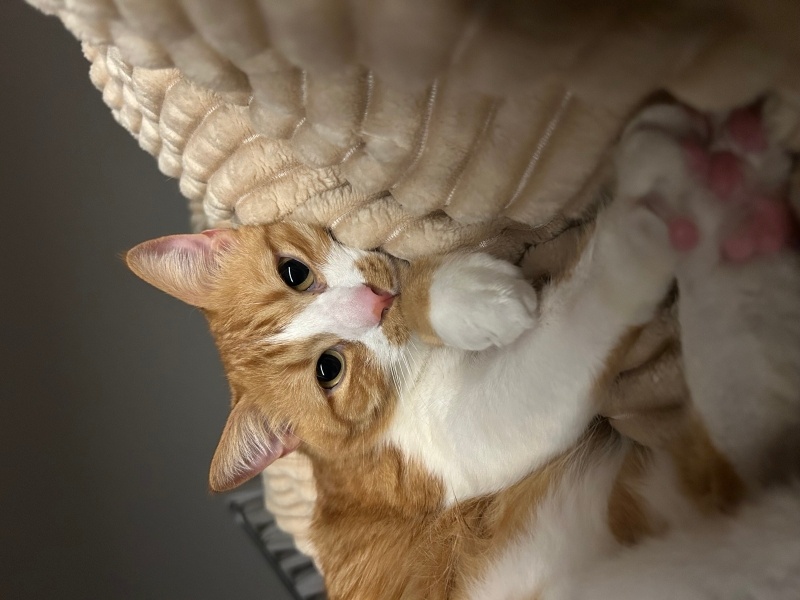 Sarman, Kedi  Arçi fotoğrafı