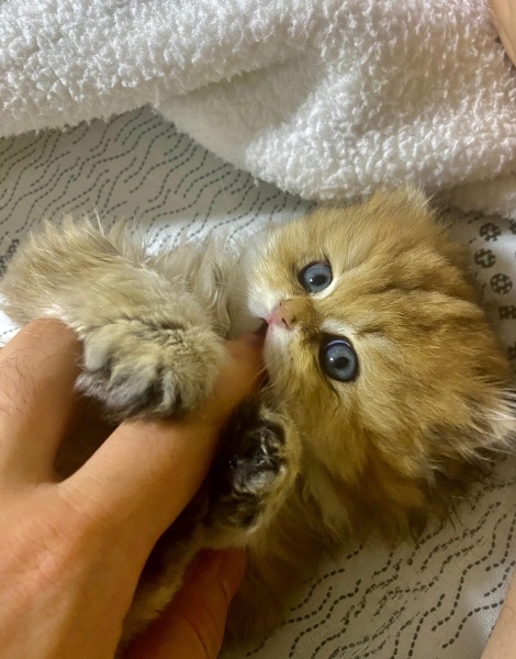 British Longhair, Kedi  DÜNYALAR GÜZELİ GOLDEN BRITISH LONGHAIR KIZIM fotoğrafı