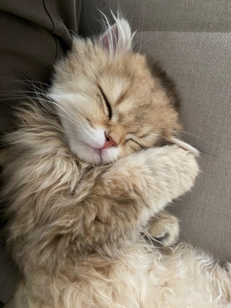 British Longhair, Kedi  DÜNYALAR GÜZELİ GOLDEN BRITISH LONGHAIR KIZIM fotoğrafı