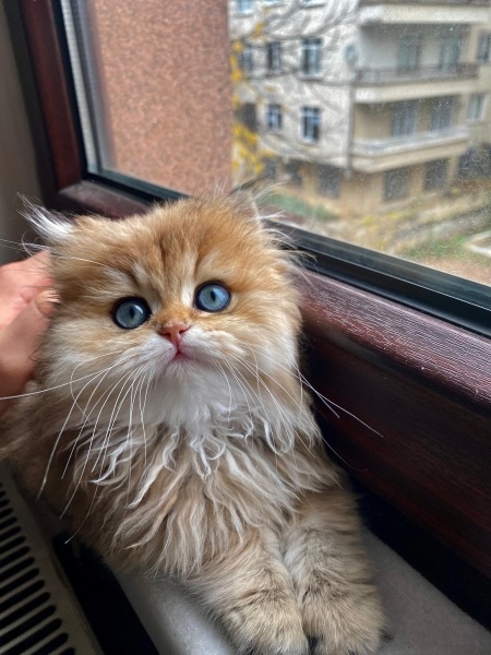 British Longhair, Kedi  DÜNYALAR GÜZELİ GOLDEN BRITISH LONGHAIR KIZIM fotoğrafı