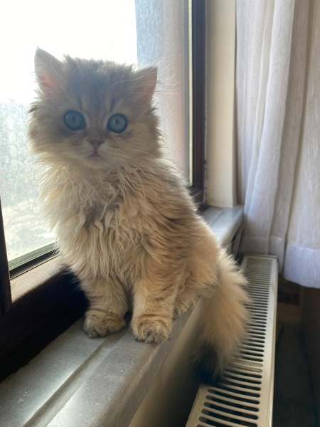 British Longhair, Kedi  DÜNYALAR GÜZELİ GOLDEN BRITISH LONGHAIR KIZIM fotoğrafı