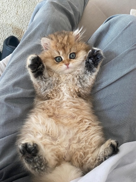 British Longhair, Kedi  DÜNYALAR GÜZELİ GOLDEN BRITISH LONGHAIR KIZIM fotoğrafı