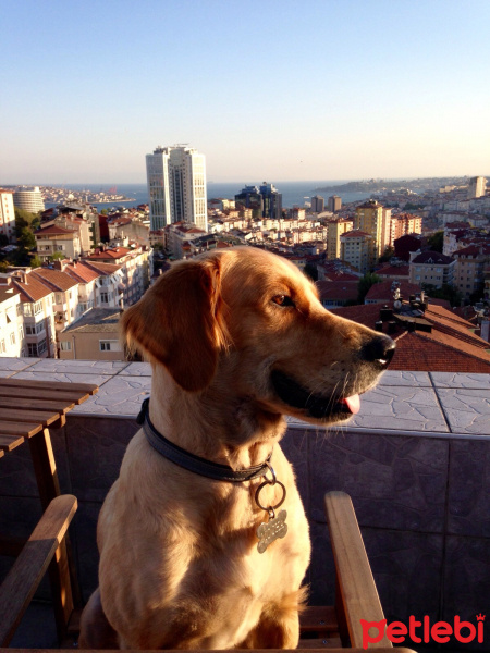 Golden Retriever, Köpek  mocha fotoğrafı