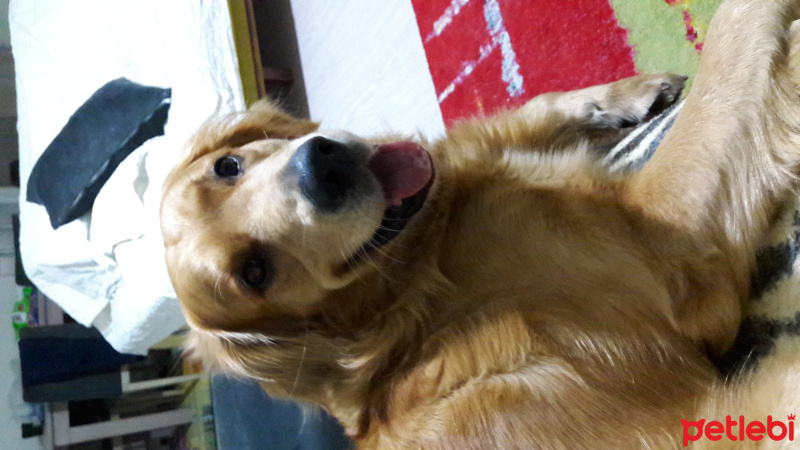 Golden Retriever, Köpek  mocha fotoğrafı
