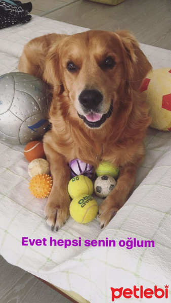 Golden Retriever, Köpek  mocha fotoğrafı