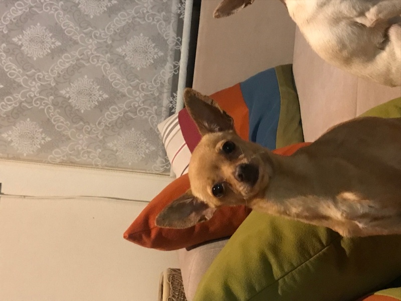 Chihuahua, Köpek  Hera fotoğrafı