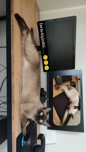 Siyam Kedisi, Kedi  Mochi fotoğrafı