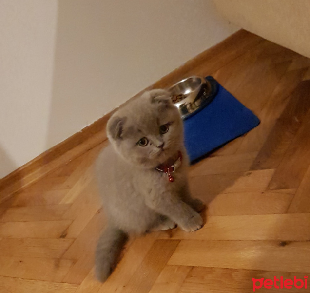 Scottish Fold, Kedi  Maya Lizzy fotoğrafı
