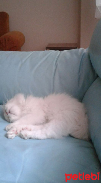 İran Kedisi (Persian), Kedi  romeo fotoğrafı