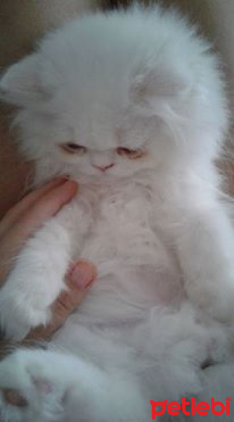 İran Kedisi (Persian), Kedi  romeo fotoğrafı