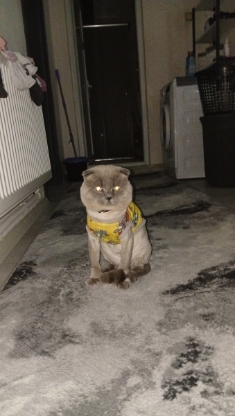 British Shorthair, Kedi  Leo fotoğrafı