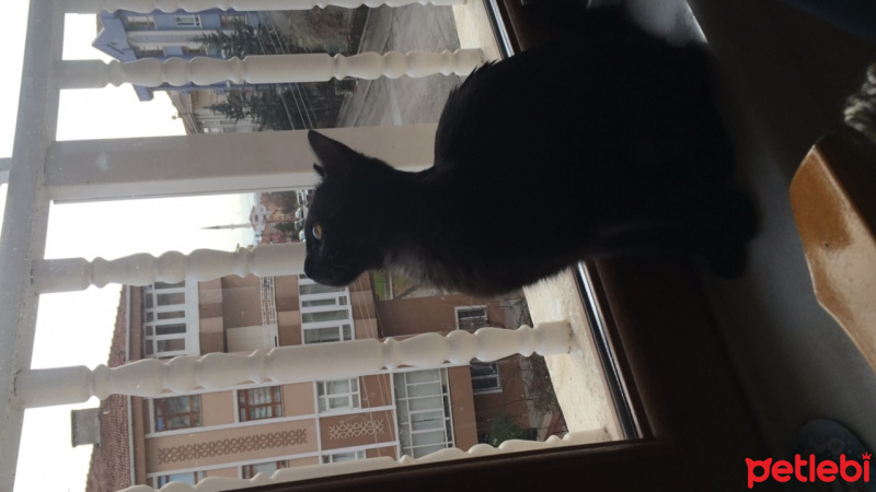 Bombay, Kedi  Fikret fotoğrafı
