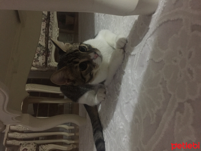 Tekir Kedi, Kedi  Kontes fotoğrafı