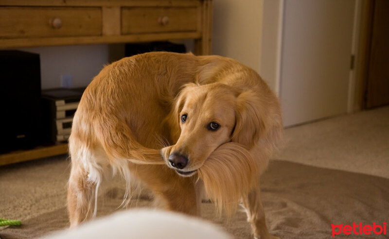 Golden Retriever, Köpek  patim fotoğrafı