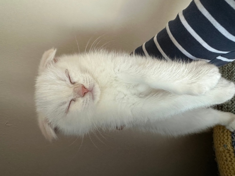 Scottish Fold, Kedi  Paris fotoğrafı