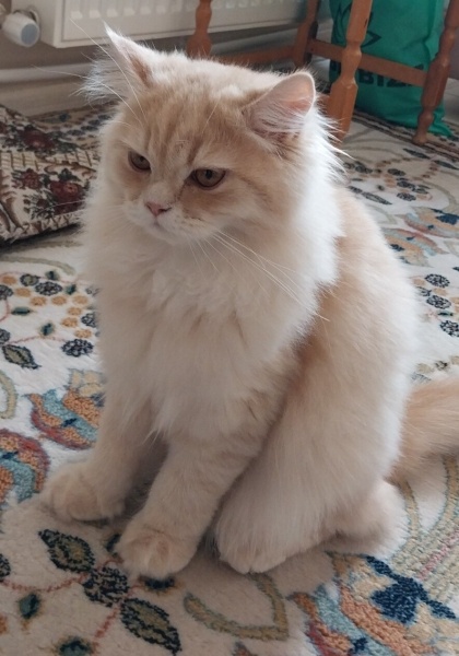 British Longhair, Kedi  Pars fotoğrafı