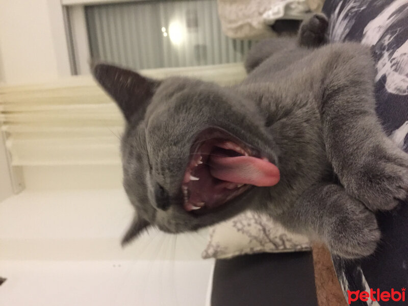 British Shorthair, Kedi  Marlo fotoğrafı