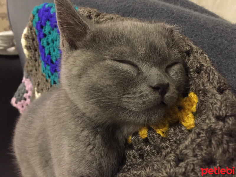 British Shorthair, Kedi  Marlo fotoğrafı