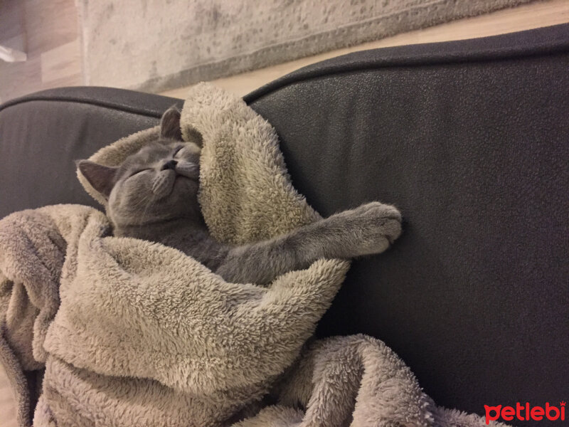 British Shorthair, Kedi  Marlo fotoğrafı