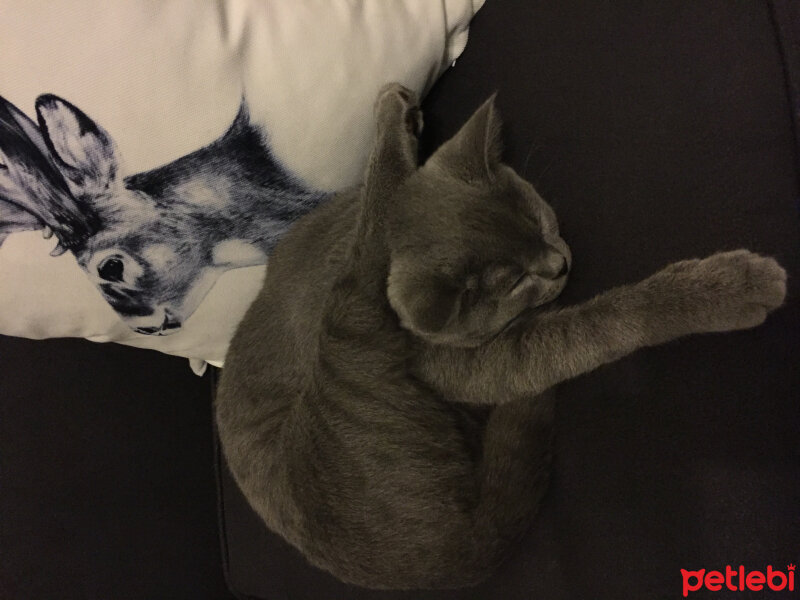 British Shorthair, Kedi  Marlo fotoğrafı