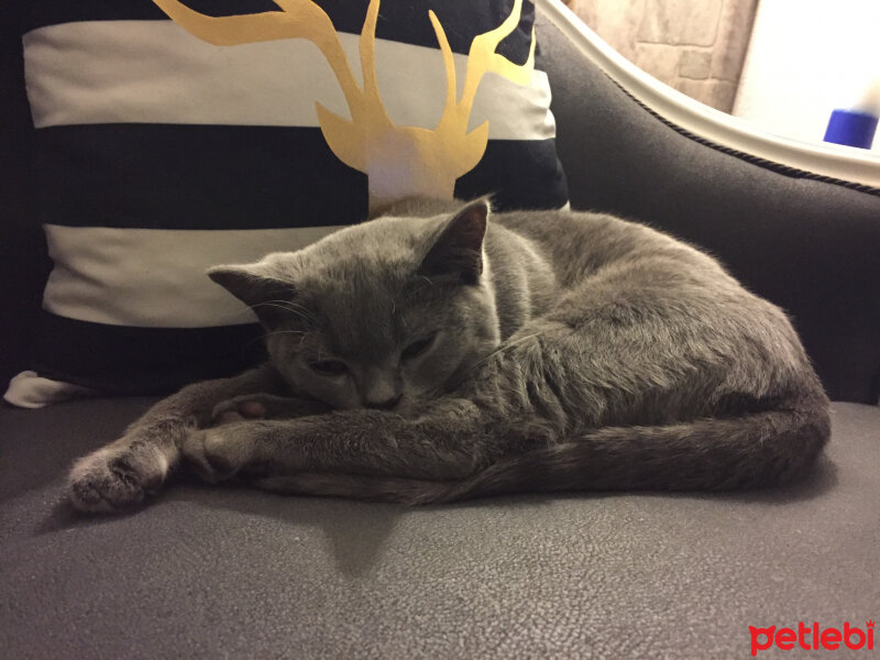 British Shorthair, Kedi  Marlo fotoğrafı