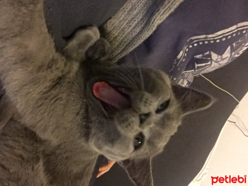 British Shorthair, Kedi  Marlo fotoğrafı