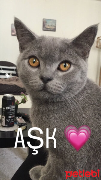 British Shorthair, Kedi  Marlo fotoğrafı