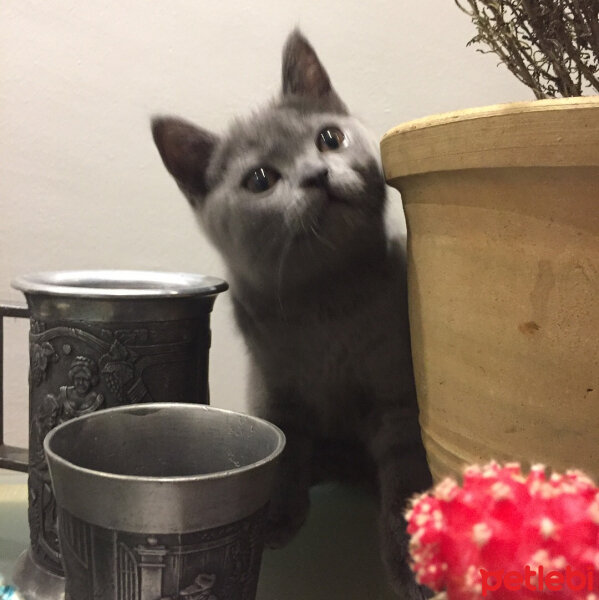 British Shorthair, Kedi  Marlo fotoğrafı