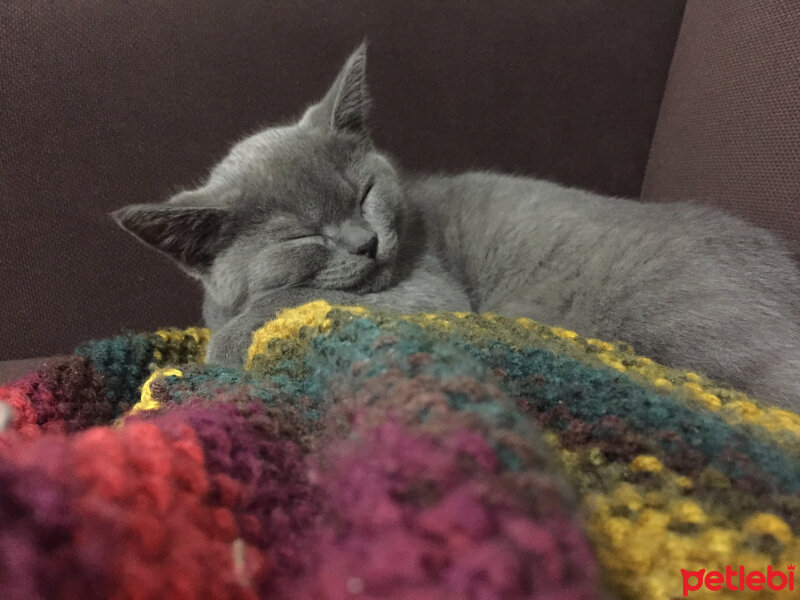 British Shorthair, Kedi  Marlo fotoğrafı