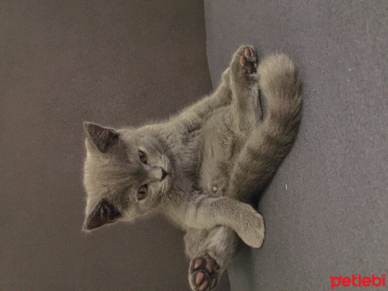 British Shorthair, Kedi  Marlo fotoğrafı