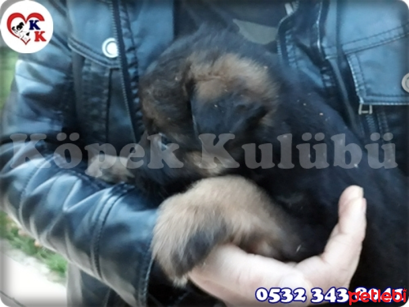 Alman Çoban Köpeği, Köpek  Alman Çoban Köpeği 05323438041 fotoğrafı