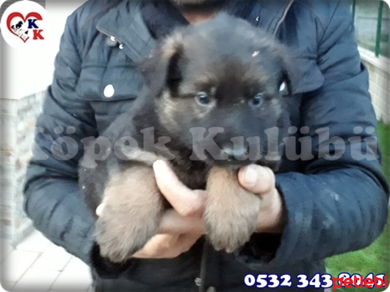Alman Çoban Köpeği, Köpek  Alman Çoban Köpeği 05323438041 fotoğrafı